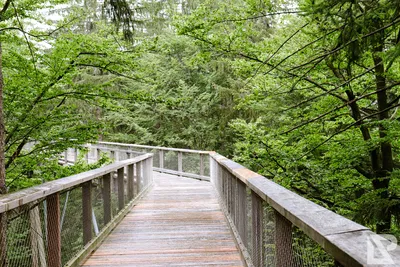 Waldwipfelweg Neuschönau — 2