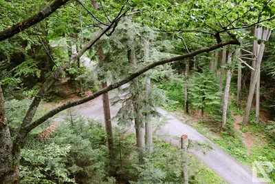 Waldwipfelweg Neuschönau — 4