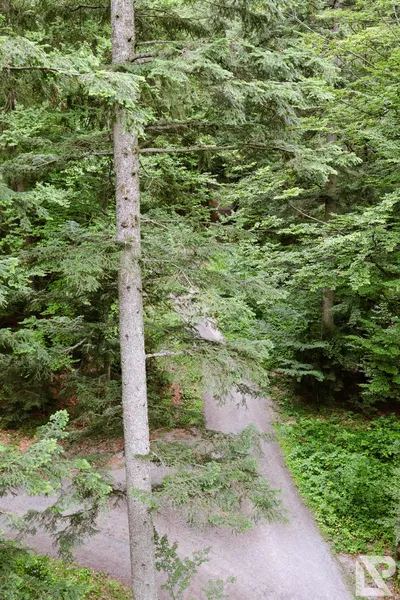 Waldwipfelweg Neuschönau — 5