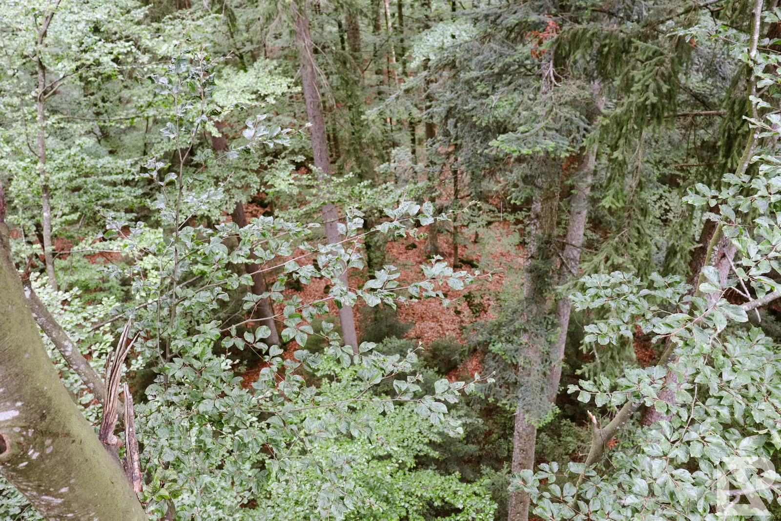 Waldwipfelweg Neuschönau – Foto 7