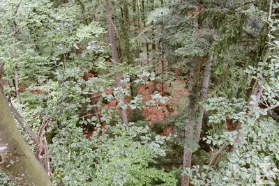 Waldwipfelweg Neuschönau — 7