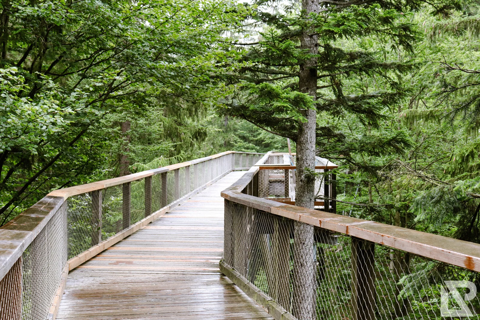 Waldwipfelweg Neuschönau – Foto 8