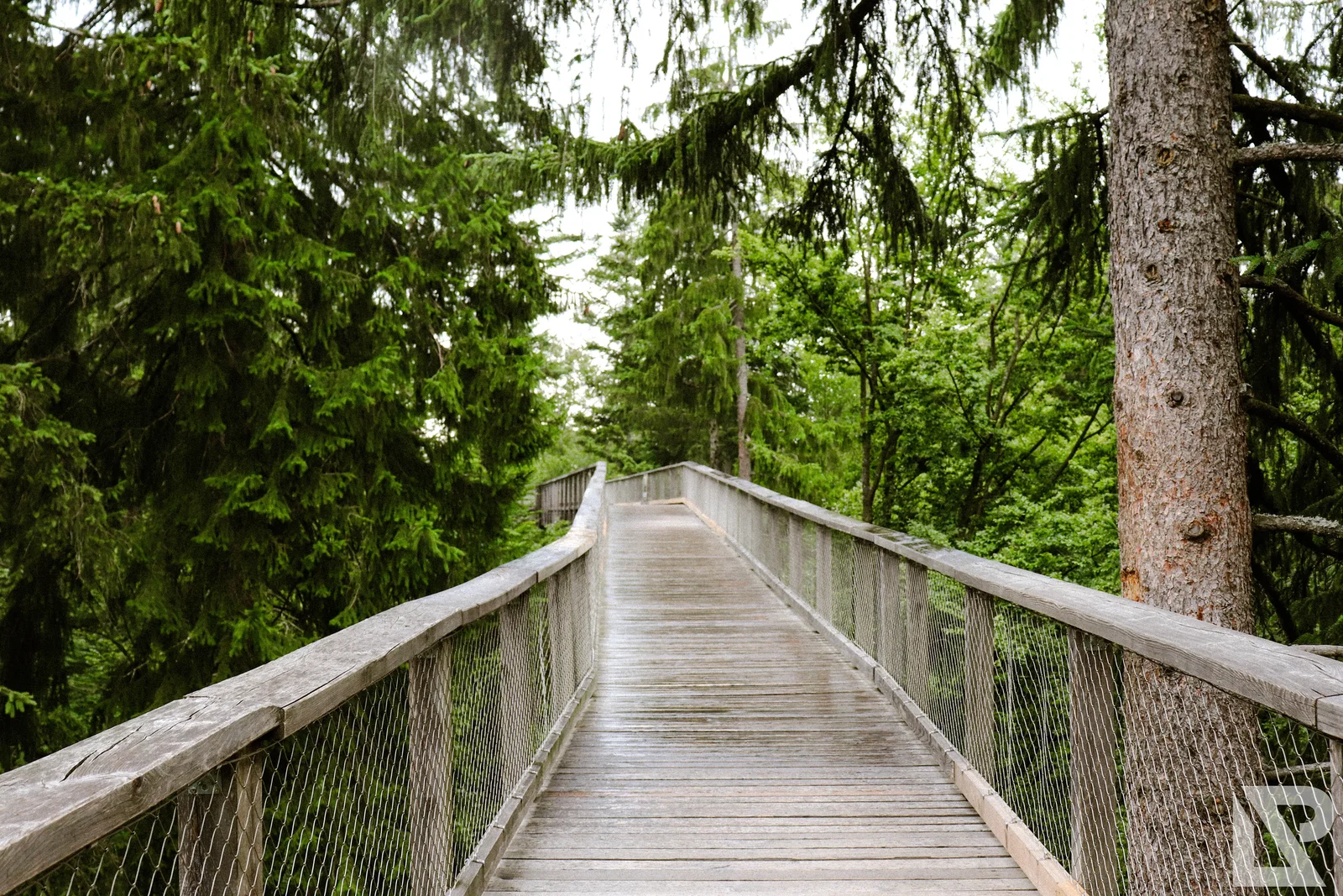Waldwipfelweg Neuschönau – Foto 14