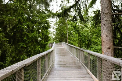 Waldwipfelweg Neuschönau — 14