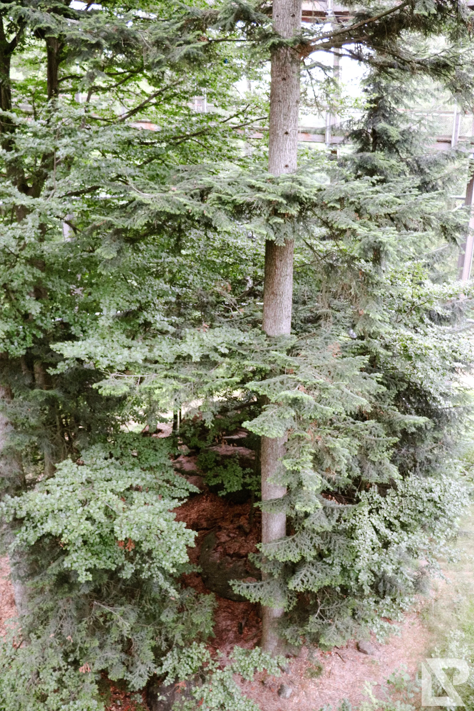 Waldwipfelweg Neuschönau – Foto 24