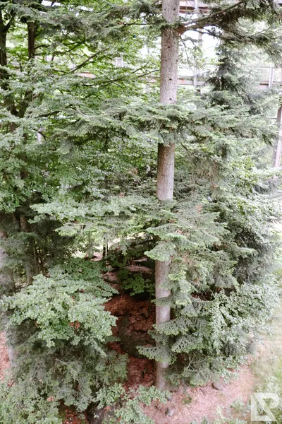 Waldwipfelweg Neuschönau — 24