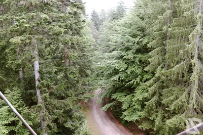 Waldwipfelweg Neuschönau — 29