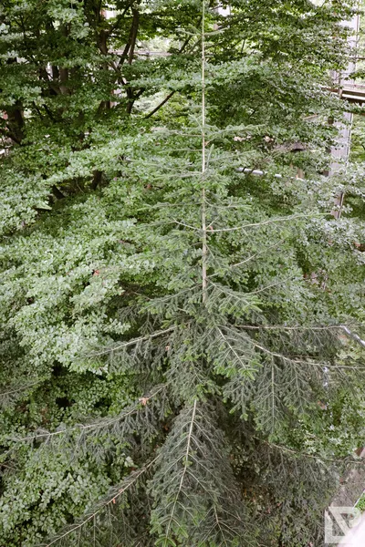 Waldwipfelweg Neuschönau — 30
