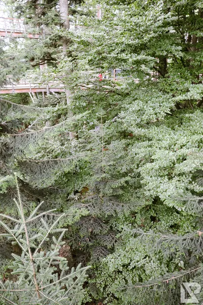 Waldwipfelweg Neuschönau — 31