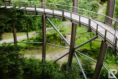 Waldwipfelweg Neuschönau — 37