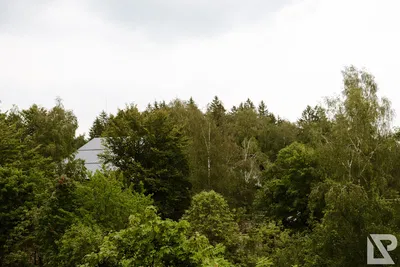 Waldwipfelweg Neuschönau — 39