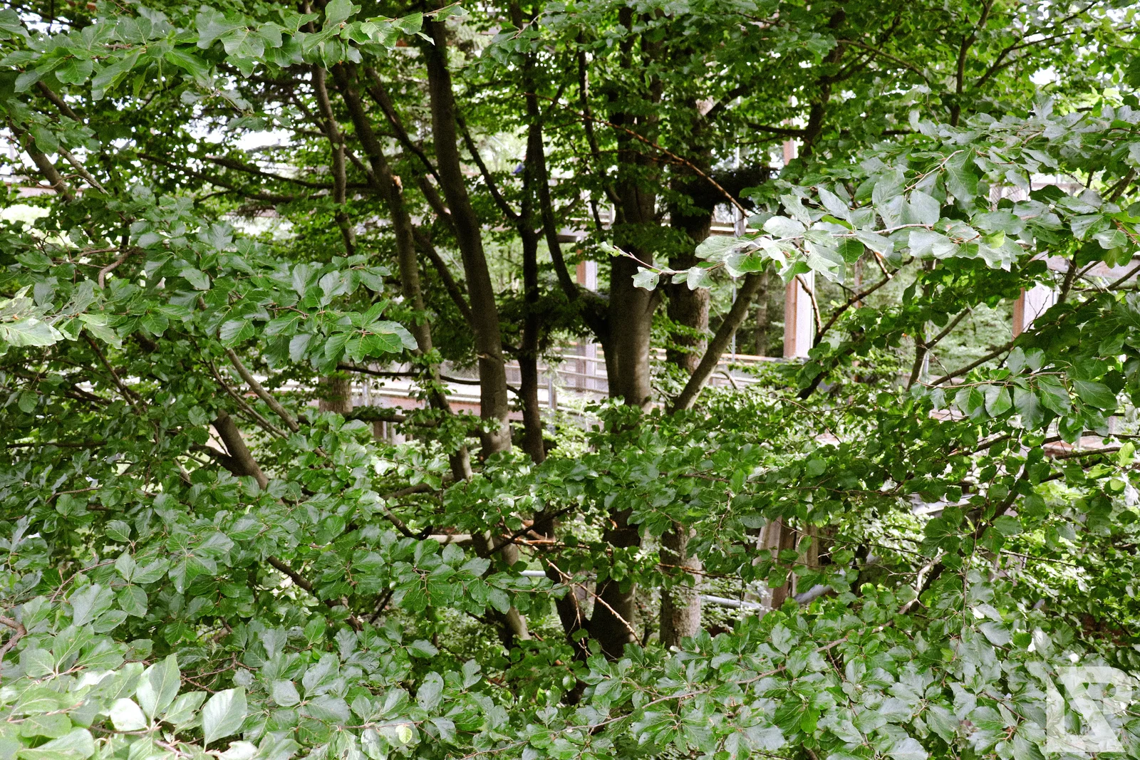 Waldwipfelweg Neuschönau – Foto 80