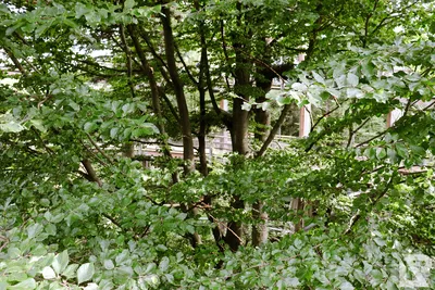 Waldwipfelweg Neuschönau — 80
