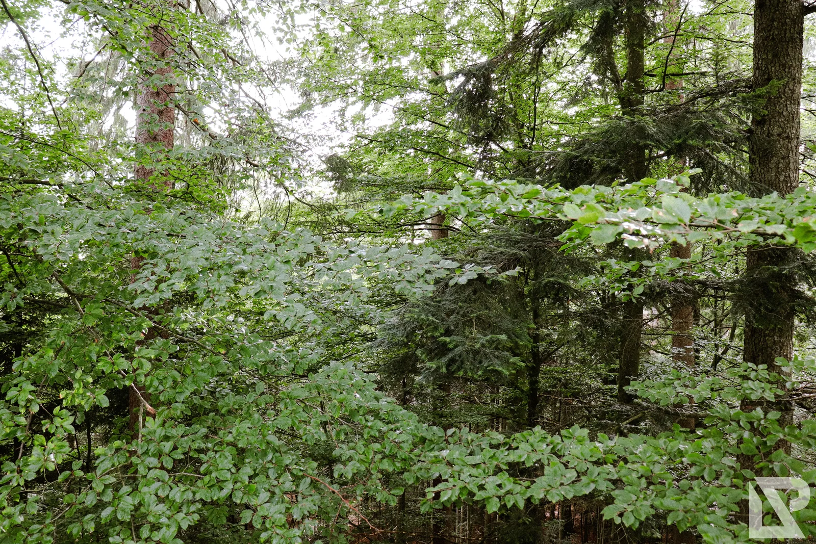 Waldwipfelweg Neuschönau – Foto 83