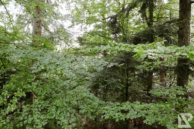 Waldwipfelweg Neuschönau — 83