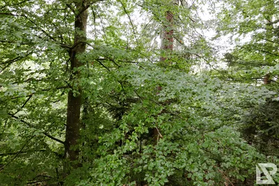 Waldwipfelweg Neuschönau — 84