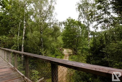 Waldwipfelweg Neuschönau — 86