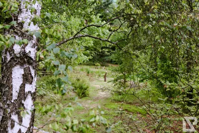 Waldwipfelweg Neuschönau — 91