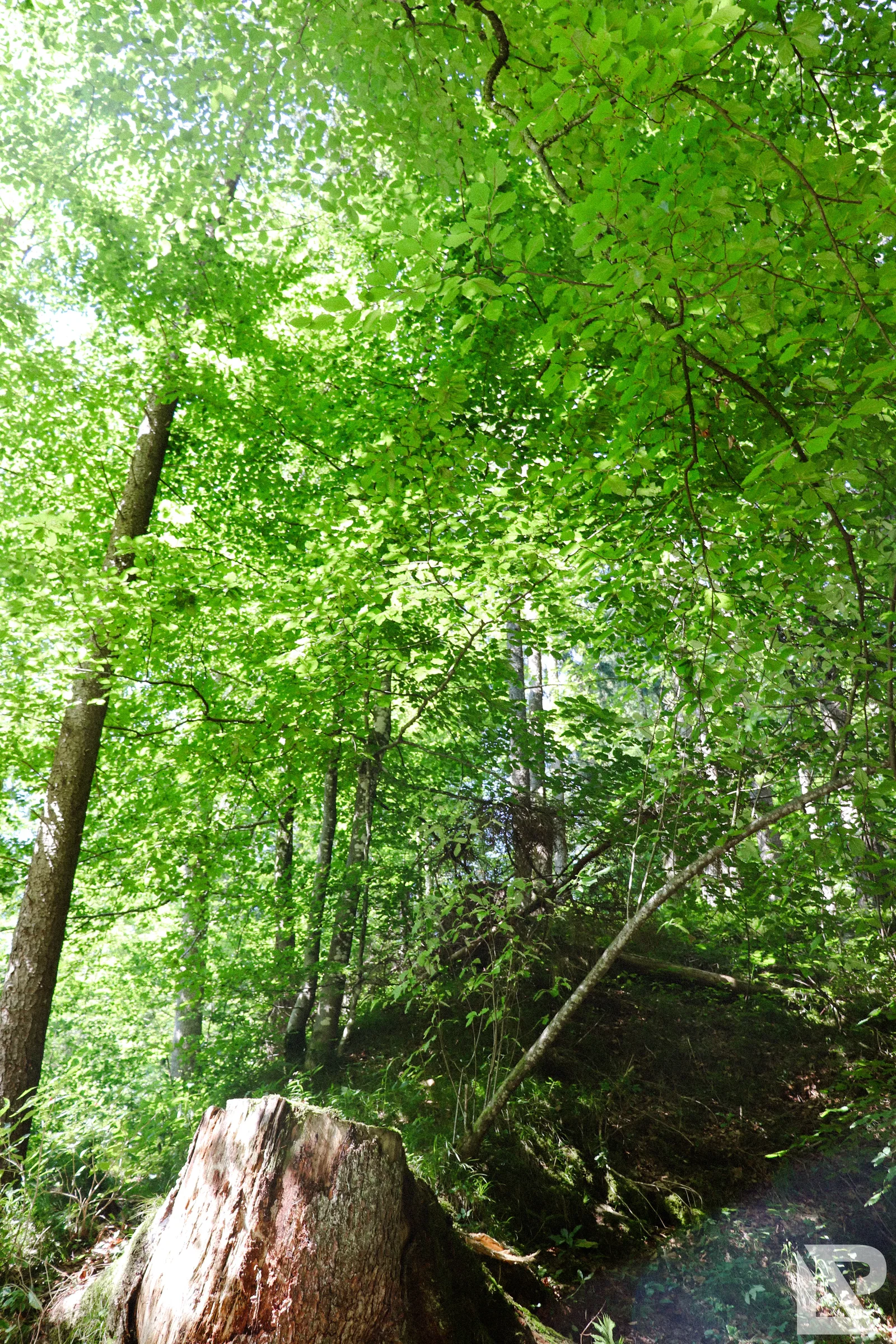 Wasserfall Niedersonthofen – Foto 4