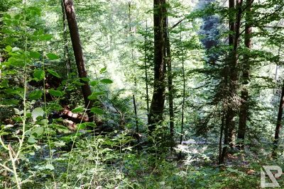 Wasserfall Niedersonthofen — 10