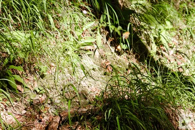 Wasserfall Niedersonthofen — 14